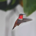 hummingbird-rufous-male-at-feeder