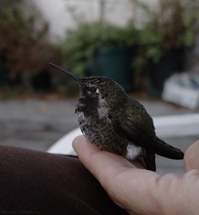 hummingbird-stunned-after-window-crash-2009-09-16-IMG 3391