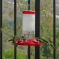 hummingbirds-at-feeder-2014-11-13-IMG 4206