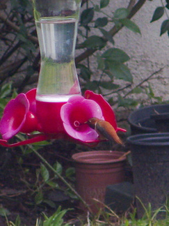 rufous-hummingbird-at-feeder-2013-03-18-IMG 0307