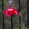 rufous-male-hummingbird-at-garden-feeder-Moorpark-2018-03-13-IMG_8722.jpg