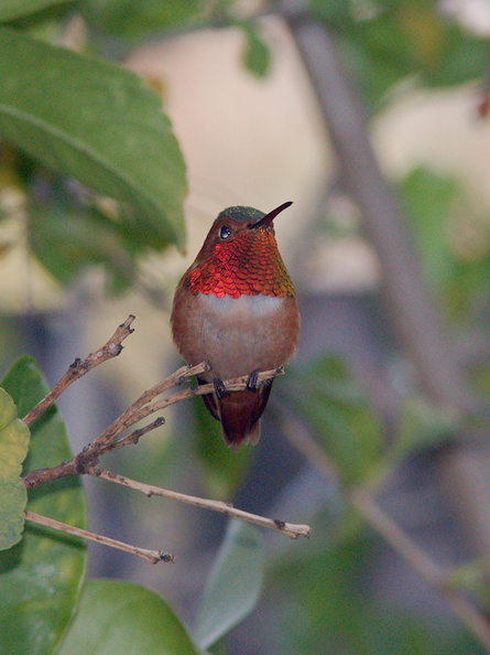 rufous-male-hummingbird-in-grapefruit-tree-2014-03-27-IMG_9985.jpg