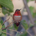 rufous-male-hummingbird-in-grapefruit-tree-2014-03-27-IMG_9985.jpg