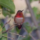rufous-male-hummingbird-in-grapefruit-tree-2014-03-27-IMG 9985