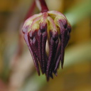 Bulbophyllum-auratum-buds-Leiden-BotGard