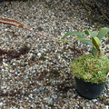 Bulbophyllum-maximum-1-Leiden-BotGard.jpg