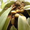 Bulbophyllum-phalaenopsis-pseudobulbs-Leiden-BotGard