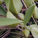 Bulbophyllum-sp-Gabon-1