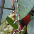 Bulbophyllum-sp-Gabon-3
