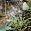 Bulbophyllum-sp-Polyblepharum-2