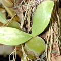 Bulbophyllum-vulcanicum