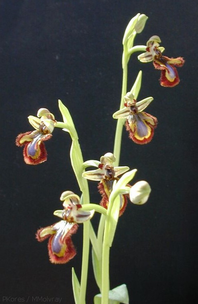 Ophrys-ciliata-3.jpg