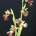 Ophrys-ciliata-3
