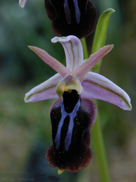 Ophrys-spruneri-2.jpg
