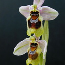 Ophrys-tenthredinifera