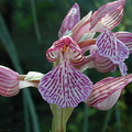 Orchis-papilionacea-2.jpg