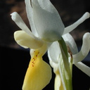 Orchis-provincialis-2