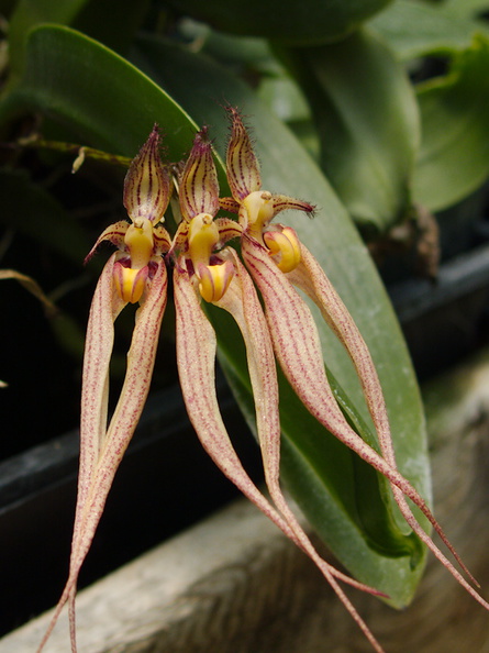 Bulbophyllum-barbigerum-SBOE-2015-07-12-IMG 5169