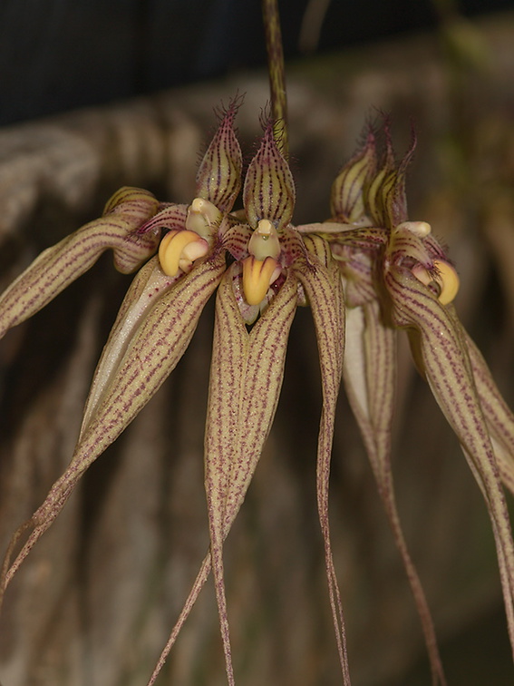 Bulbophyllum-longissimum-SBOE-2012-07-29-IMG 6304