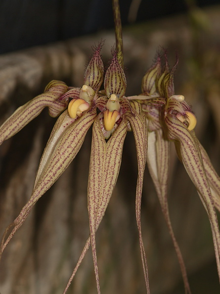 Bulbophyllum-longissimum-SBOE-2012-07-29-IMG_6304.jpg