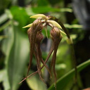 Bulbophyllum-longissimum-in-bud-SBOE-2012-07-29-IMG 2352