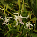 Dendrobium-antennatum-SBOE-2009-03-22-IMG 2437