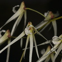 Dendrobium-cristatum-SBOE-2012-07-29-IMG 6298