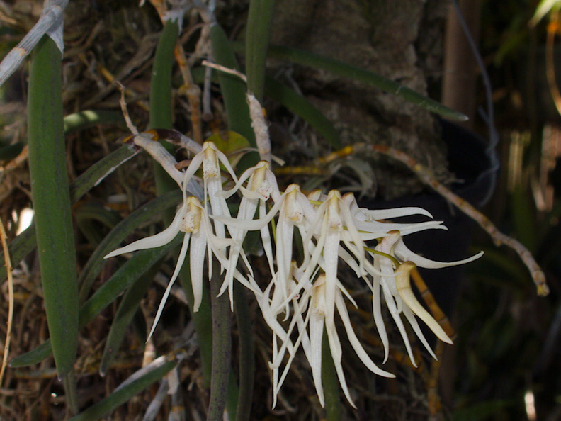 Dendrobium-linguiforme-x-teretifolium-SBOE-2015-07-12-IMG_5157.jpg