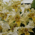 Dendrobium-polysema-var.pallida-SBOE-2009-03-22-IMG 2499