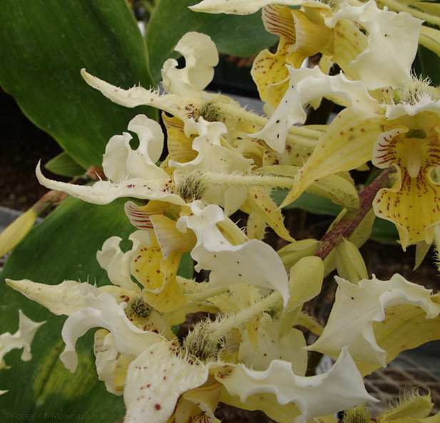 Dendrobium-polysema-var.pallida-SBOE-2009-03-22-IMG_2501.jpg