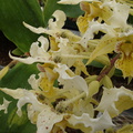 Dendrobium-polysema-var.pallida-SBOE-2009-03-22-IMG 2501