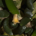 Dendrobium-prenticei-SBOE-2012-07-29-IMG 6316