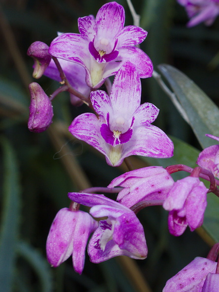 Dendrobium-purple-flowering-SBOE-2015-03-14-IMG 4496
