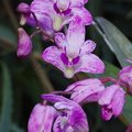 Dendrobium-purple-flowering-SBOE-2015-03-14-IMG 4496
