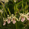 Dendrobium-samarai-antennatum-type-PapuaNG-SBOE-2012-11-03-IMG 2861