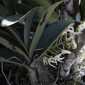 Dendrobium-speciosum-SBShow-2009-07-11-IMG 3227