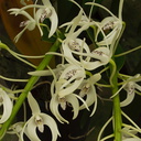 Dendrobium-speciosum-sboe-2011-03-12-IMG 7220