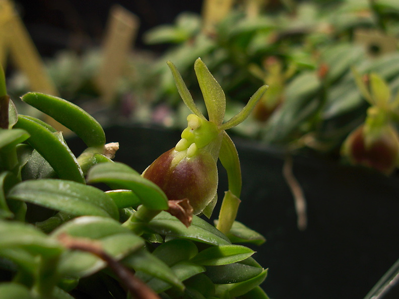 Epidendrum-porpax-St-Nancy-Columbia-SBOE-2012-07-29-IMG 2341