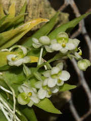 Ornithocephalis-iridifolium-SBOE-2012-07-29-IMG 6314a
