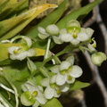 Ornithocephalis-iridifolium-SBOE-2012-07-29-IMG_6314a.jpg