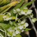 Ornithocephalis-iridifolium-SBOE-2012-07-29-IMG 6314a