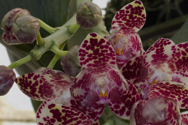 Phalaenopsis-sp-gigantea-SBOE-2014-11-02-IMG_4173.jpg
