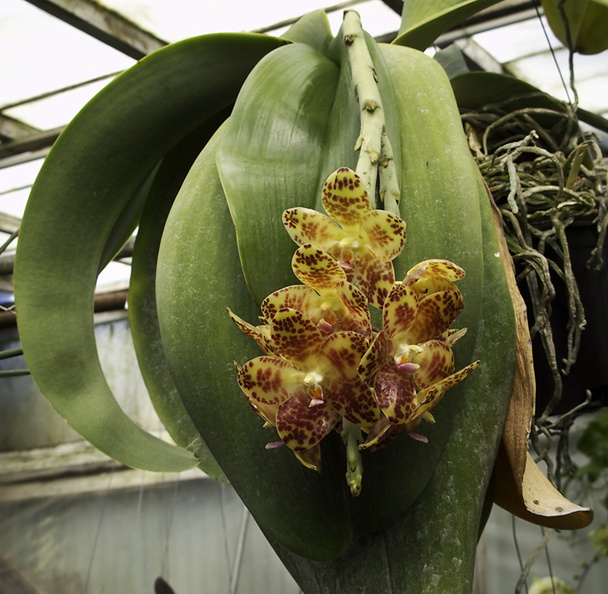 Phalaenopsis-sp-gigantea-huge-leaves-SBOE-2010-03-14-IMG_3965.jpg