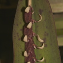 Pleurothallis-strupifolia-Brazil-SBOE-2012-07-29-IMG 6300