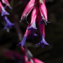Tillandsia-sp-very-purple-and-pink-flowers-SBOE-2012-07-29-IMG 6325