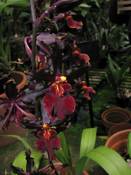 indet-orchid-chocolate-color-sbof-2008-07-12-img_0165.jpg