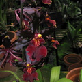 indet-orchid-chocolate-color-sbof-2008-07-12-img_0165.jpg