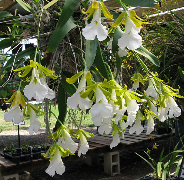 indet-orchid-large-white-massed-flowers-sbof-2008-07-12-img_0168.jpg