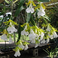 indet-orchid-large-white-massed-flowers-sbof-2008-07-12-img 0168