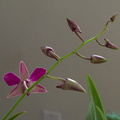 Dendrobium-inflorescence-in-bud-and-flower-2010-01-25-IMG 3658